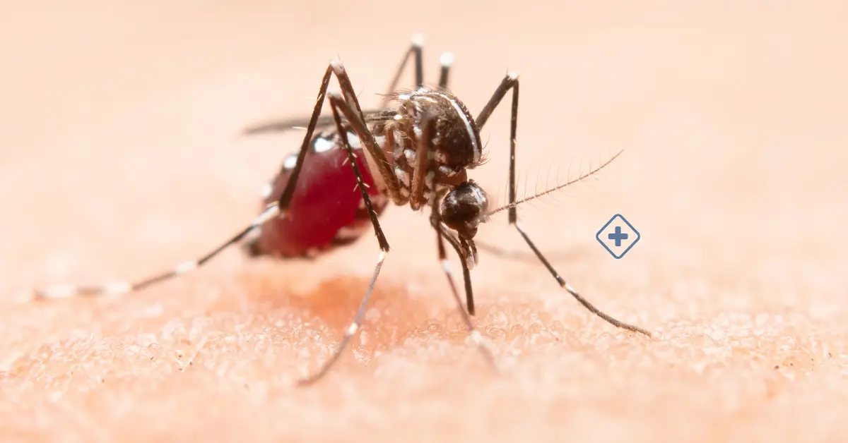 Entendiendo el Dengue: Una Guía Integral